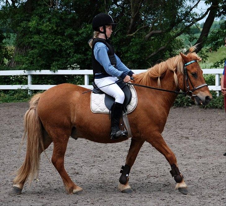 Islænder Eldur - ¤ delle ¤ - 8¤Klar til at springe Samsømesterskab for første gang!:D..
Foto: Julie Ek.. billede 6