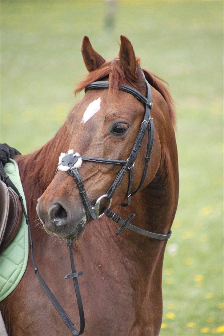 Anden særlig race Rinkenæs Chico - SOLGT billede 1