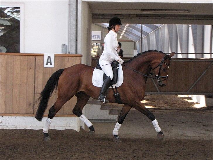 Dansk Varmblod Zophie Engel billede 10