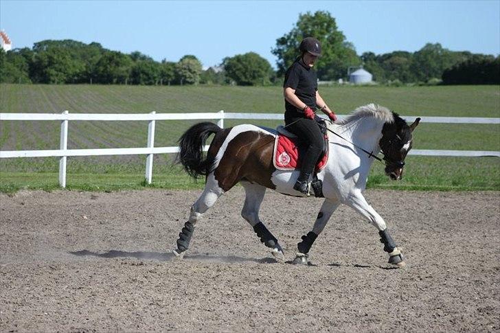 Pinto Solvangens Thais'son - Dressur 3.6 2011 billede 11