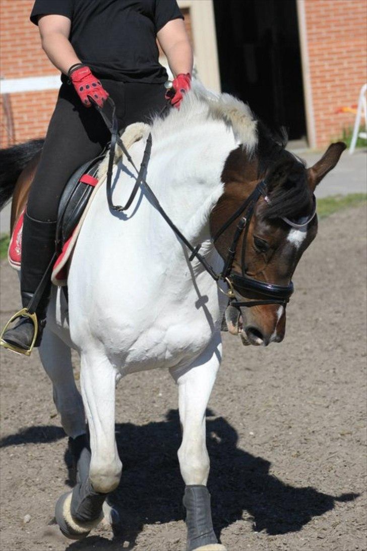 Pinto Solvangens Thais'son billede 12