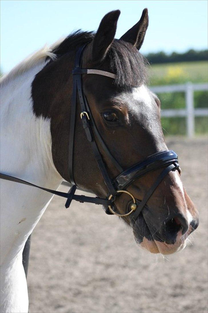 Pinto Solvangens Thais'son billede 13