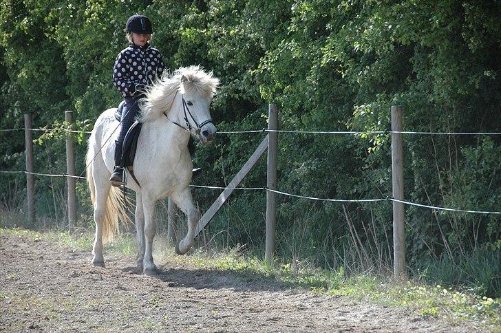 Islænder Kóla Frá Årup  billede 5