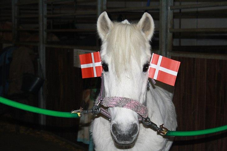 Anden særlig race Sally; Gamle  ^^ R.I.P ^^ SAVNET :'( - 27 år er en høj alder, men så længe det ikke kan mærkes, er det jo fint :) <3 billede 16