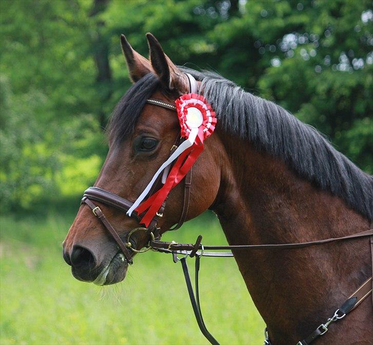 Dansk Varmblod Comtess billede 18