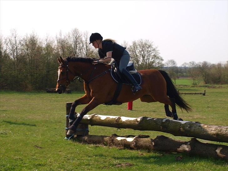 Dansk Varmblod Adelheid Sølyst (Solgt) billede 11