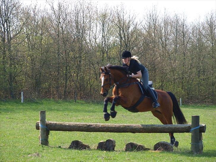 Dansk Varmblod Adelheid Sølyst (Solgt) billede 12