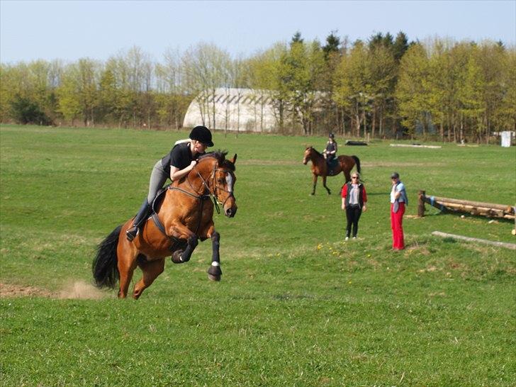 Dansk Varmblod Adelheid Sølyst (Solgt) billede 13