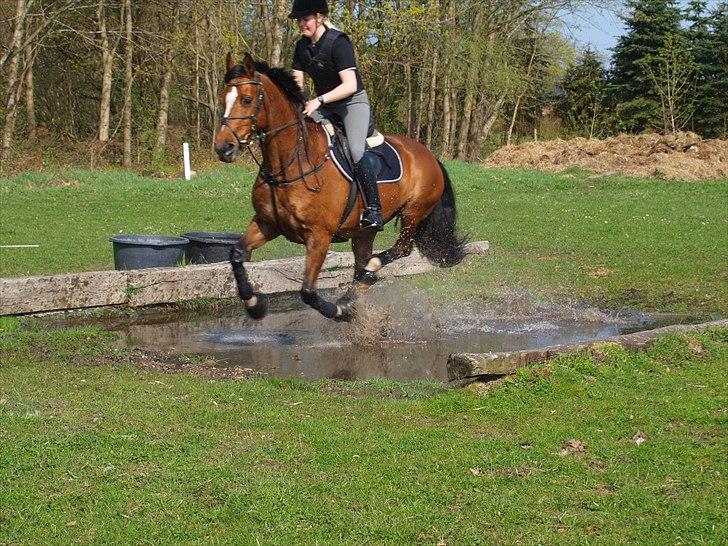Dansk Varmblod Adelheid Sølyst (Solgt) billede 1