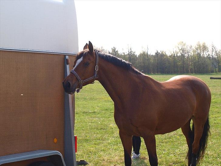 Dansk Varmblod Adelheid Sølyst (Solgt) billede 14