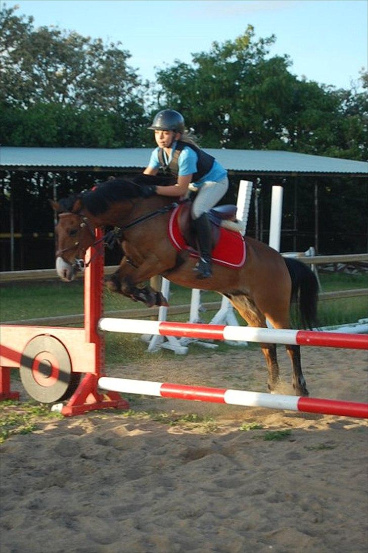 Anden særlig race Don Pedro billede 14