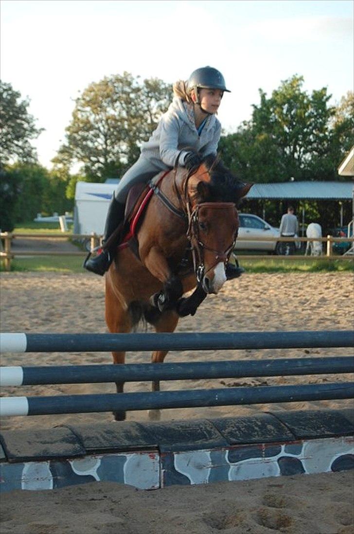 Anden særlig race Don Pedro billede 15