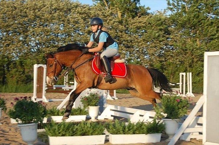 Anden særlig race Don Pedro billede 16