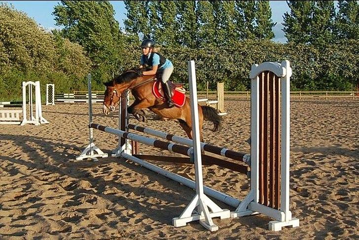 Anden særlig race Don Pedro billede 17