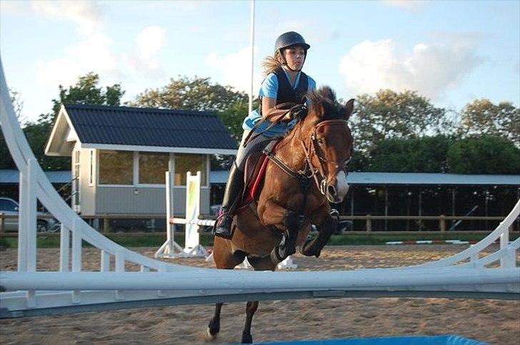 Anden særlig race Don Pedro billede 18