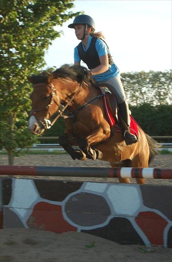 Anden særlig race Don Pedro billede 19