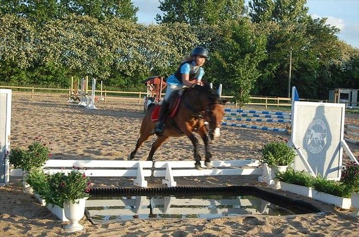 Anden særlig race Don Pedro billede 20