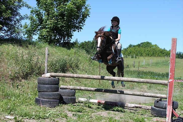 Welsh Pony (sec B) Maccoy, (Udlånt). Ejer: Annika Rosenqvist - En okser på 90 cm og se hvor let det går :) billede 18
