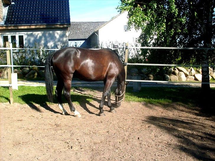 Oldenborg Constance af støvlebæk billede 10