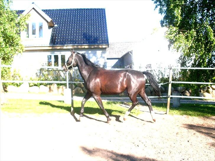 Oldenborg Constance af støvlebæk billede 11