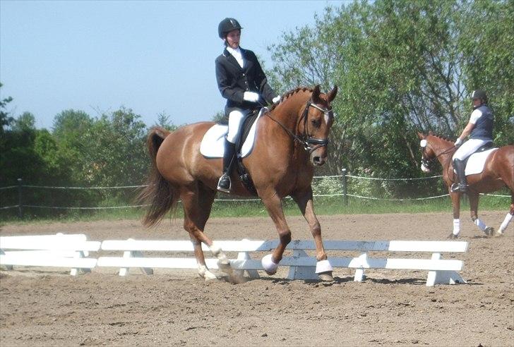 Anden særlig race Thor - Stævne i Ribe, LB2. billede 14
