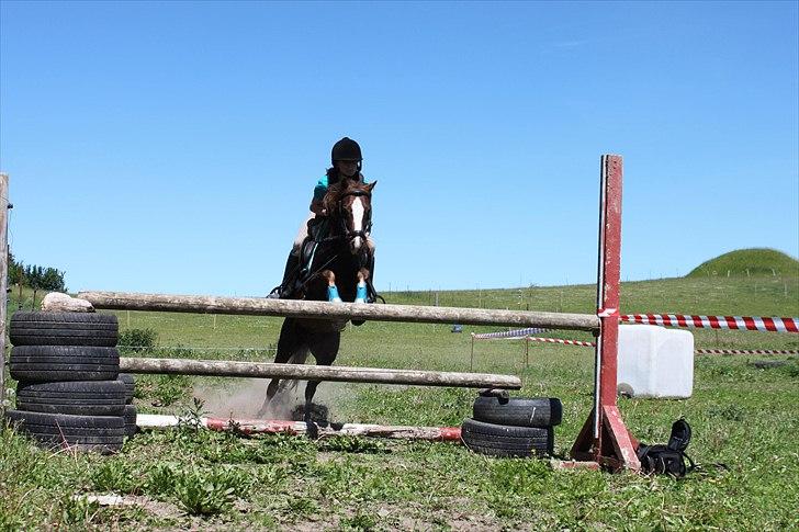 Welsh Pony (sec B) Maccoy. Bedsteven<3 - En okser på 90 cm (-: billede 13