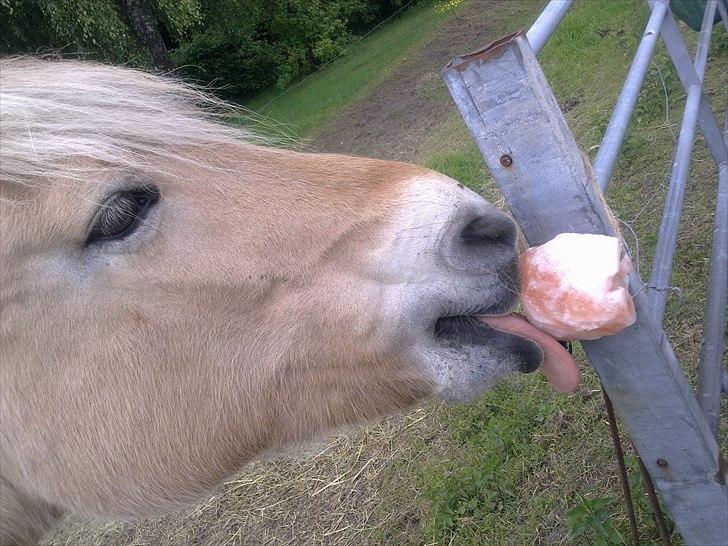 Fjordhest Flicka - Mmmm smager godt billede 6