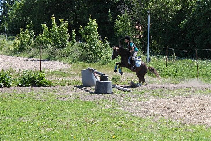 Welsh Pony (sec B) Maccoy. Bedsteven<3 billede 16