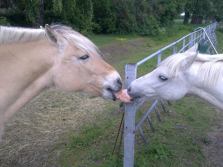 Fjordhest Flicka - Dejligt med en ny sliksten billede 7