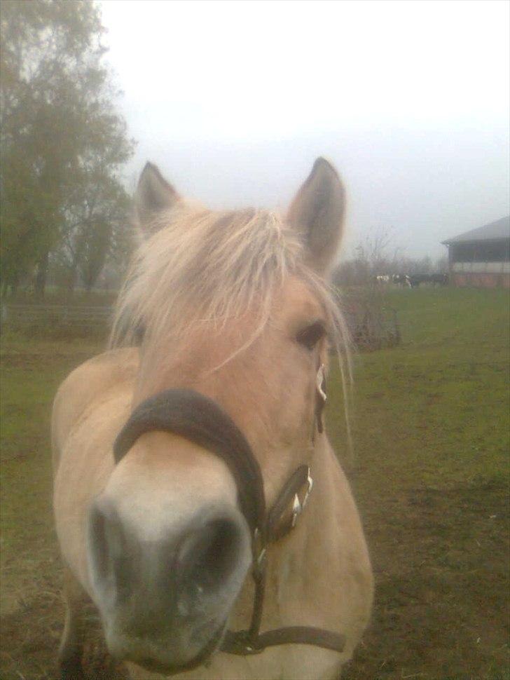 Fjordhest Flicka - Tager du billed af mig ?! billede 8