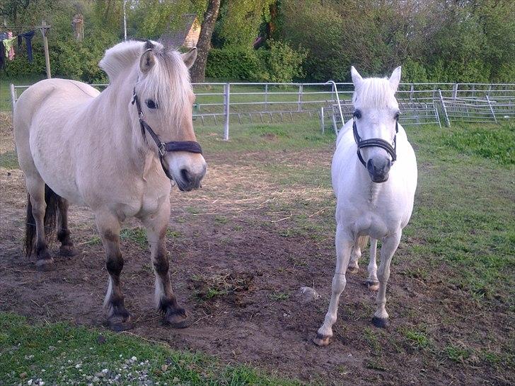 Fjordhest Flicka - Her er min nye veninde Bjerregårds Sheila billede 9