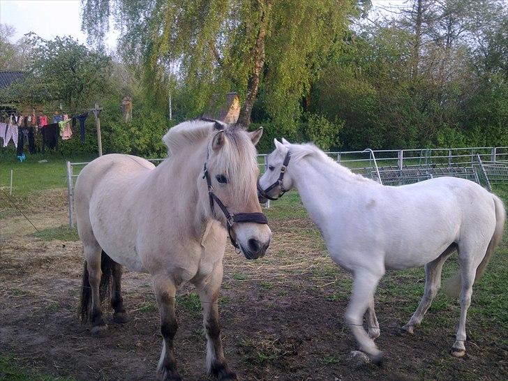 Fjordhest Flicka - Hygge på folden billede 10