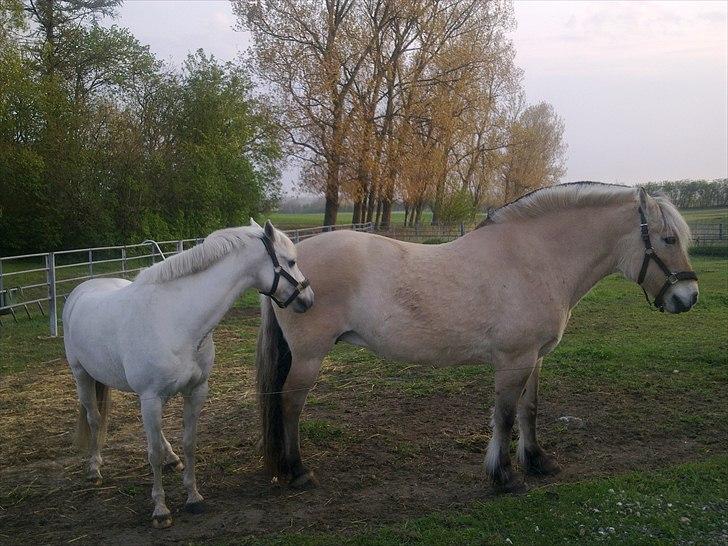 Fjordhest Flicka billede 11