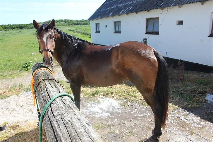 Anden særlig race Chess - Chess-tøsen Nyvasket og glad!:-) billede 16