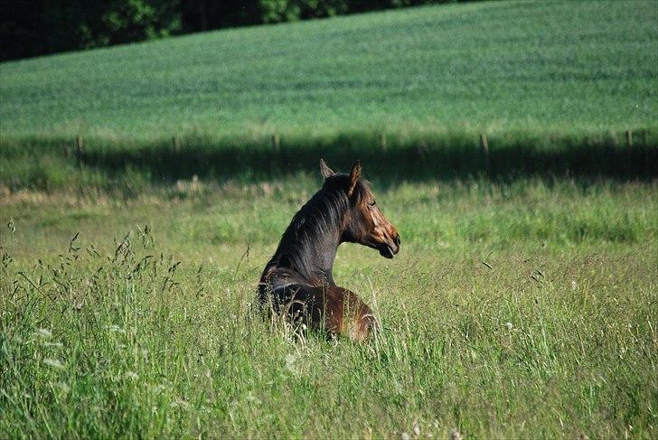 Dansk Varmblod Messi billede 13