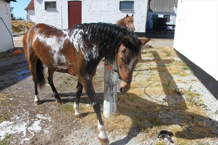 Anden særlig race Chess - Ja hun havde været så dygtig Hun kan normalt ikke li vand!xD Så Da vi var færdig skulle der tigges om godbidder!:-) Lækkermås!:) billede 17