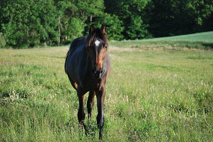 Dansk Varmblod Messi billede 14