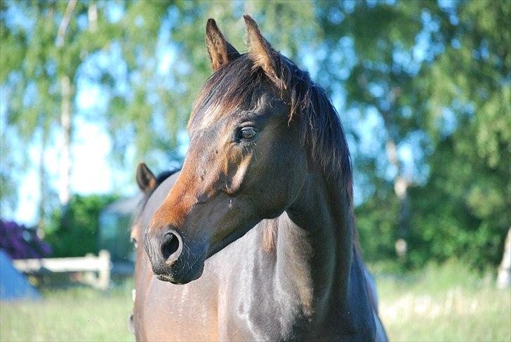 Dansk Varmblod Messi billede 15