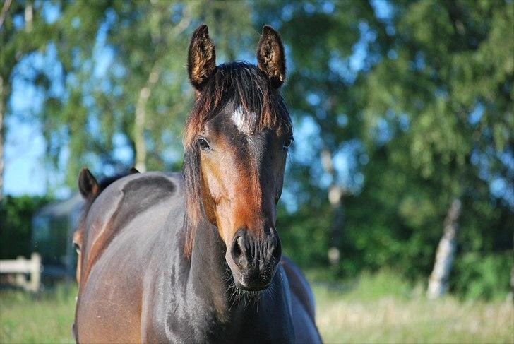 Dansk Varmblod Messi billede 16