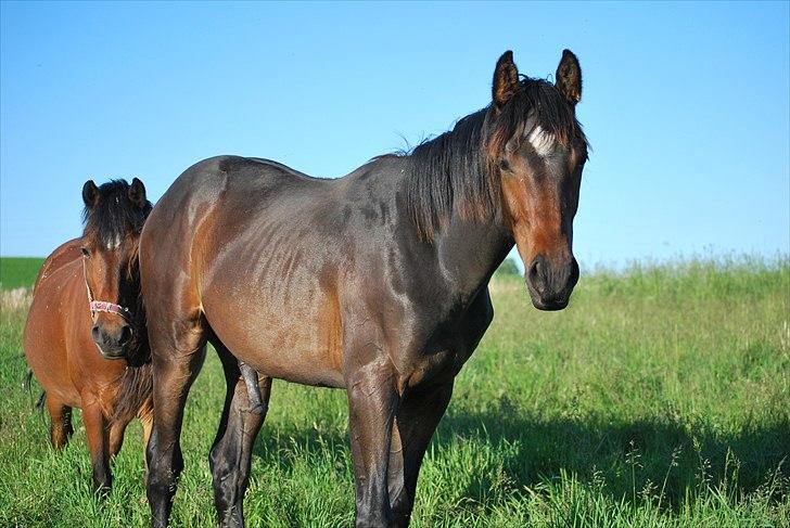Dansk Varmblod Messi billede 17