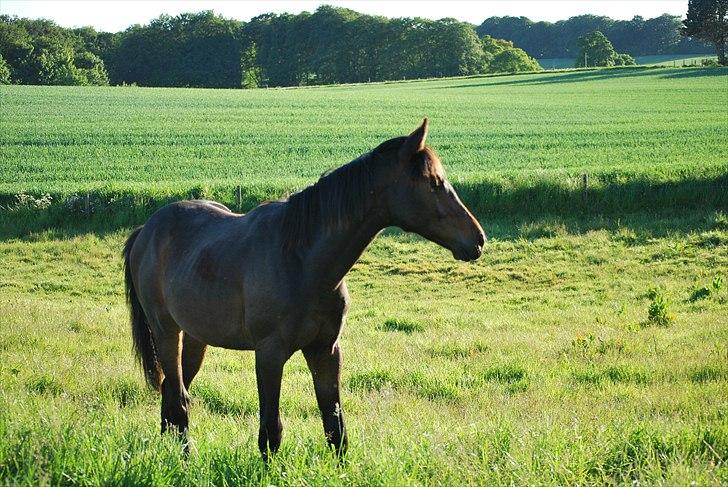 Dansk Varmblod Messi billede 18