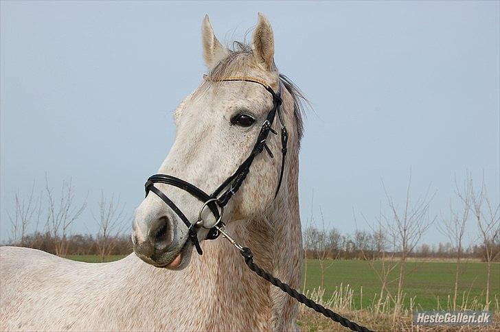 Anden særlig race Prins - med vinterpels :o) billede 1