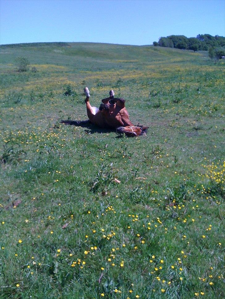 Anden særlig race Pick Pack billede 5