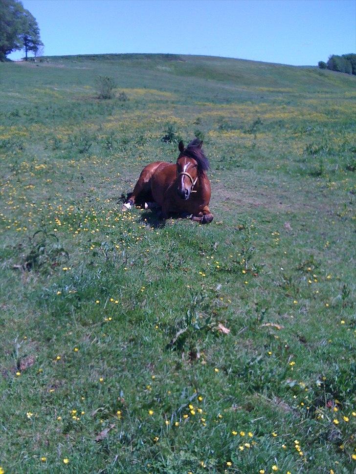 Anden særlig race Pick Pack - I mine øjne er du en stjerne  billede 6