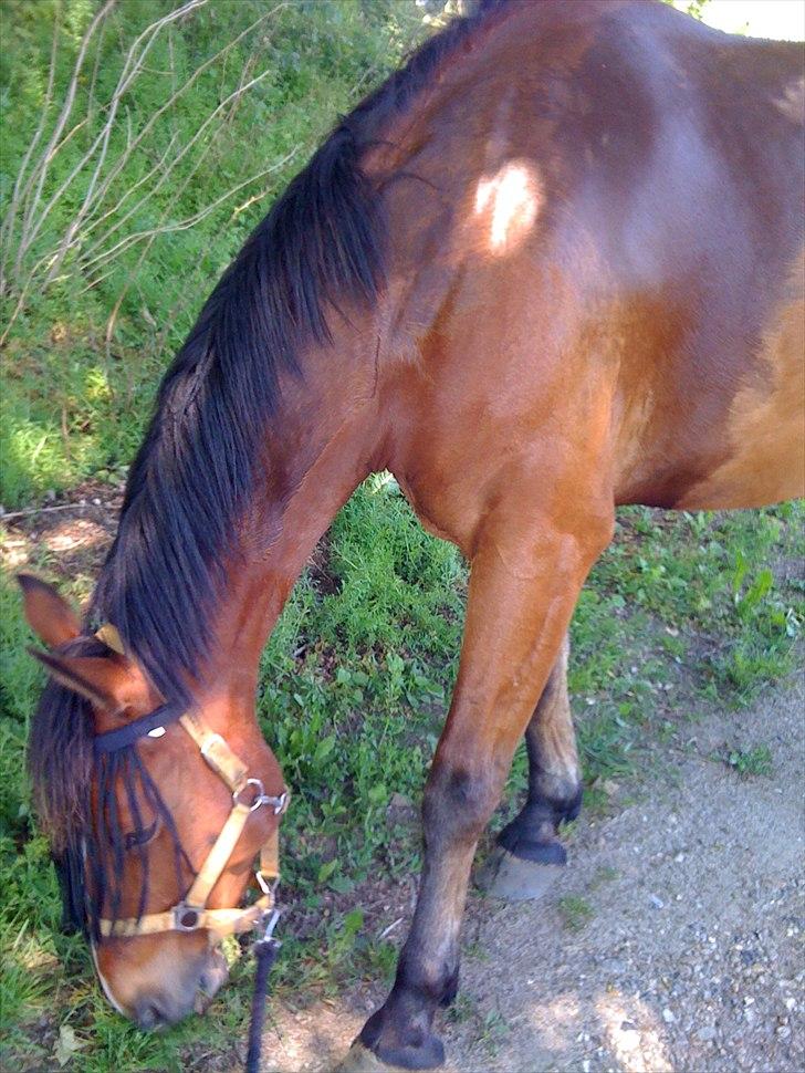 Anden særlig race Pick Pack - Juni 2011  billede 7