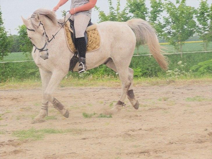 Anden særlig race Prins billede 3