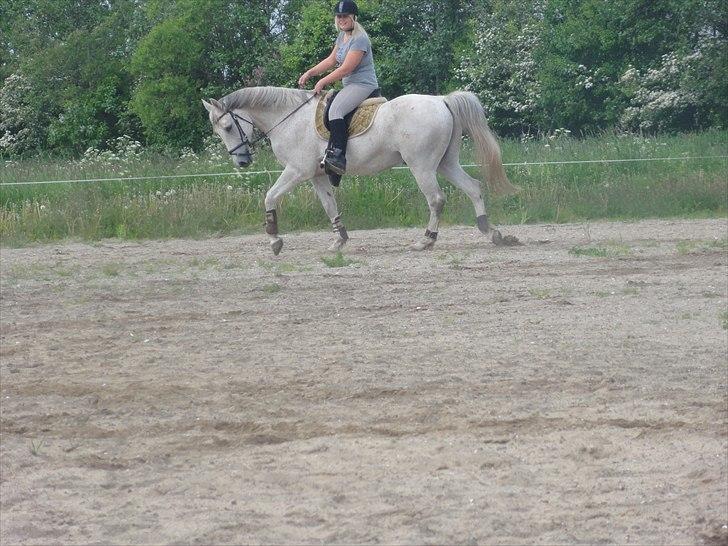 Anden særlig race Prins billede 4