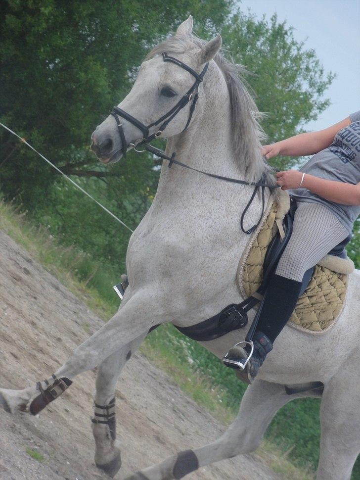 Anden særlig race Prins - savner dig <3 billede 19