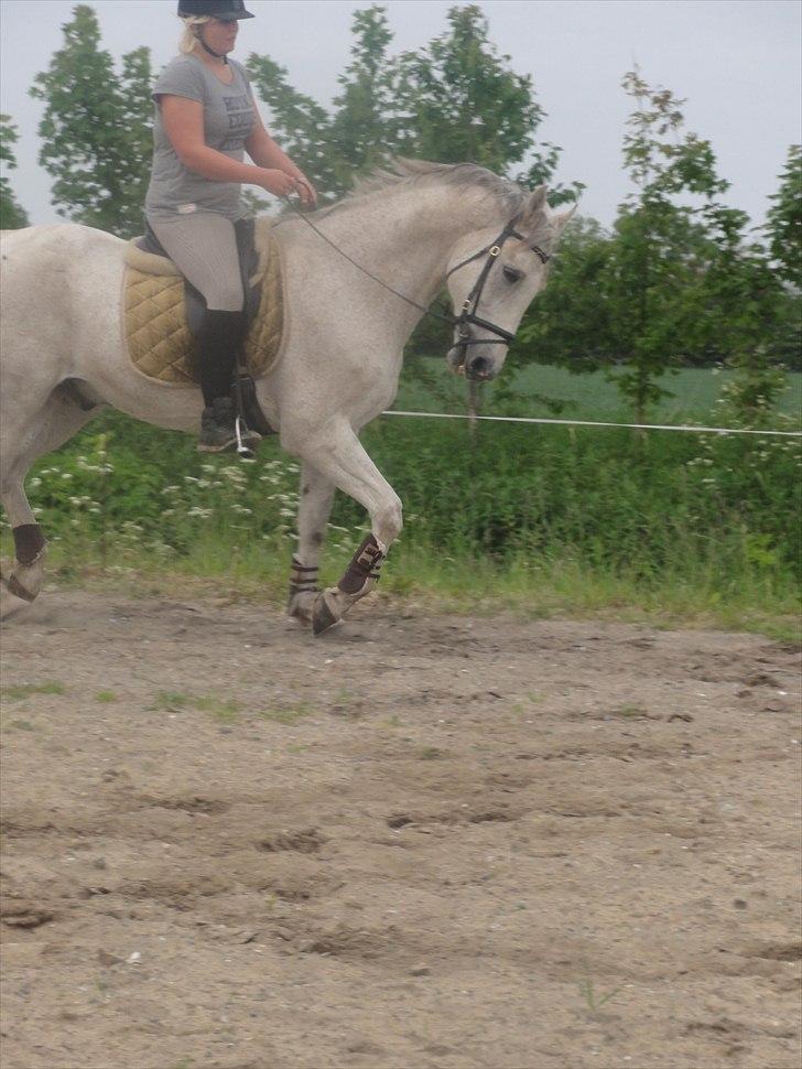 Anden særlig race Prins billede 5