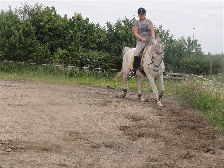 Anden særlig race Prins billede 6